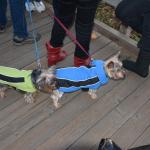 Cambria_2015_0264 (November 07, 2015)